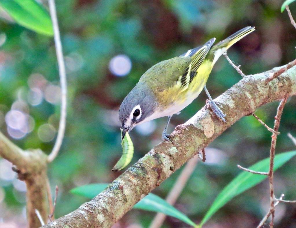 Blue-headed Vireo by YoungSue is marked with CC PDM 1.0